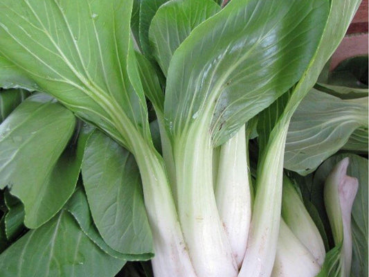 Bok Choy Seeds – 500 Non-GMO Asian Vegetable Seeds, Pak Choi Taisai, Edible Garden, Heirloom, Cold-Hardy, Organic, Fast-Growing