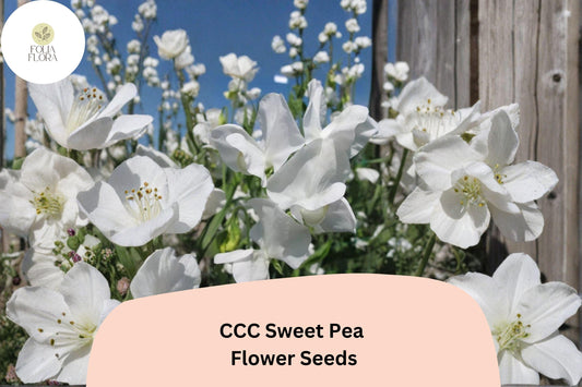 CCC Sweet Pea Seeds | Lathyrus odoratus Decorative Blooms Garden Planting (50+ Seeds)