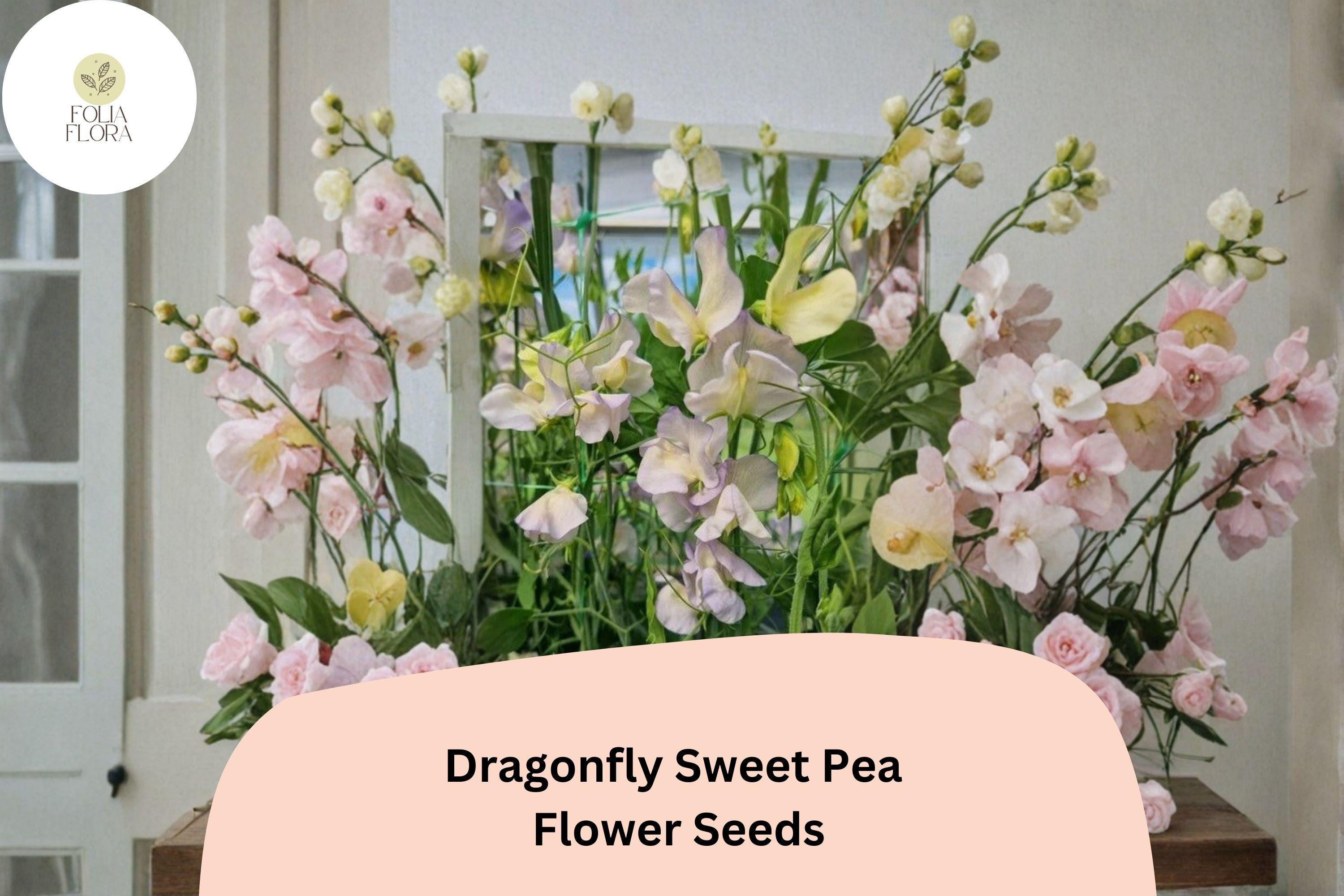 Dragonfly Sweet Pea Seeds | Lathyrus odoratus Bicolor Winged Blooms Garden Planting (50+ Seeds)