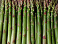 Mary Washington Asparagus Seeds – Non-GMO Heirloom Vegetable, Perennial, Green Spear, 100 Seeds