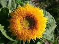 Teddy Bear Sunflower Seeds | Dwarf Sungold | Double Fluffy Blooms | Container-Friendly | Helianthus annuus