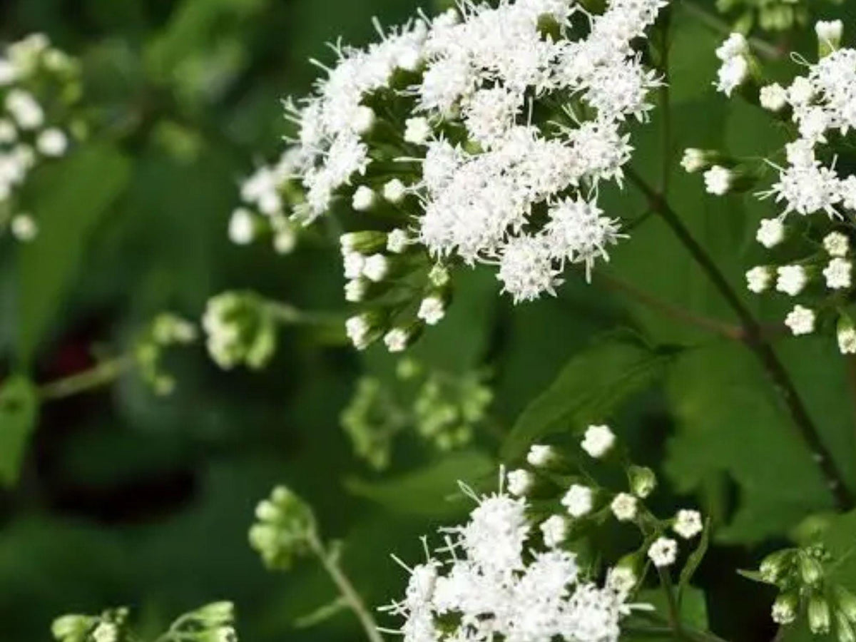 White Snakeroot Seeds – 500 Heirloom Native Wildflower Seeds for Shade, Pollinators, Naturalizing – Ageratina altissima