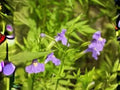 Mimulus ringens, Allegheny Monkeyflower, Square-Stemmed Native Perennial Seeds – Wetland, Pollinator Attracting, 5000 Seeds