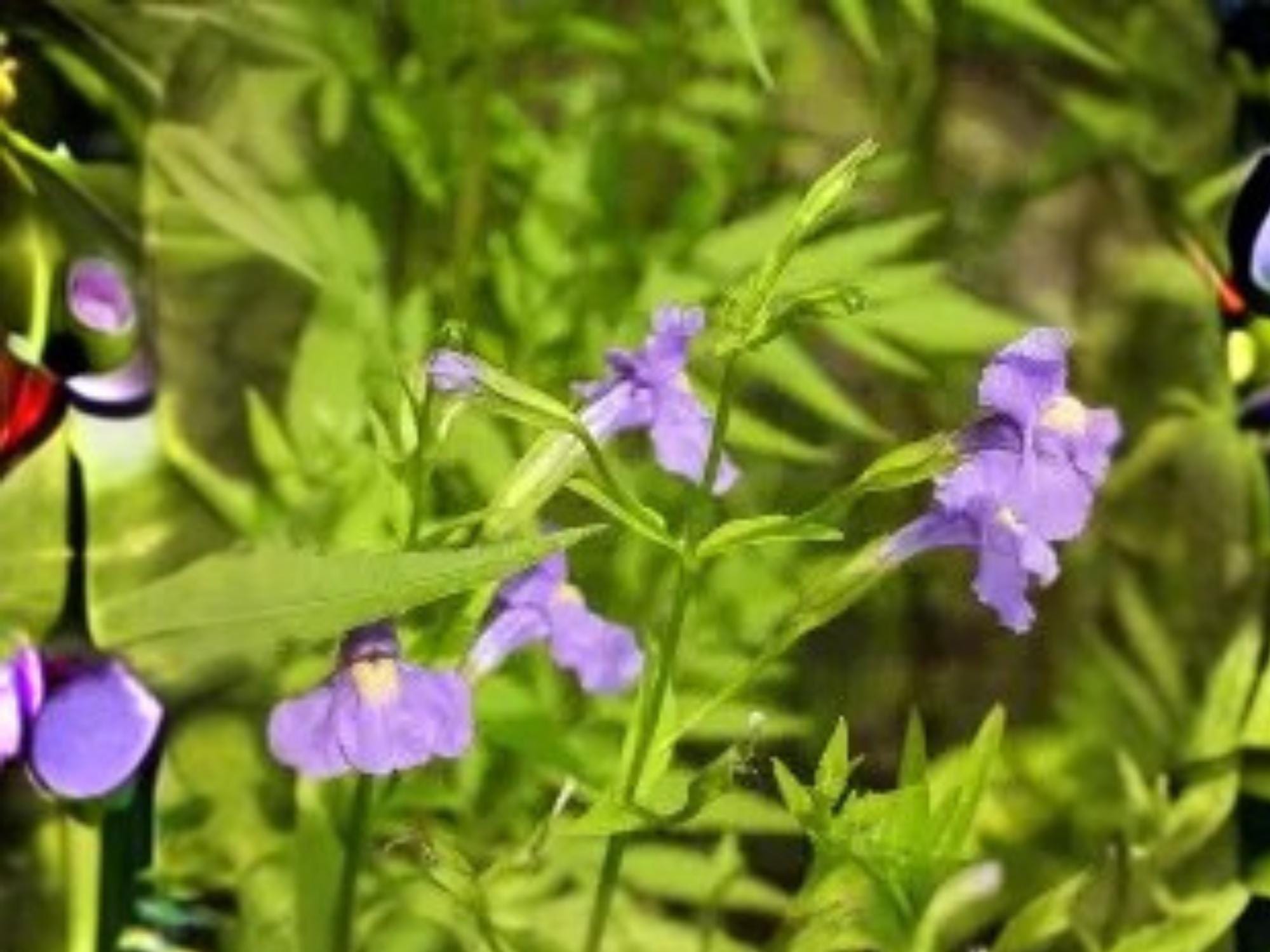 Mimulus ringens, Allegheny Monkeyflower, Square-Stemmed Native Perennial Seeds – Wetland, Pollinator Attracting, 5000 Seeds