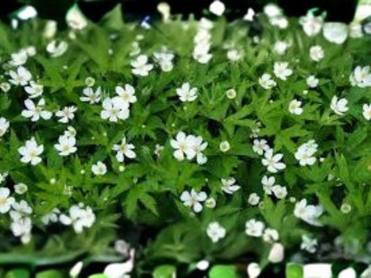Pale Evening Primrose Seeds (100) | Native Wildflower for Pollinator Gardens | Drought Tolerant Oenothera pallida
