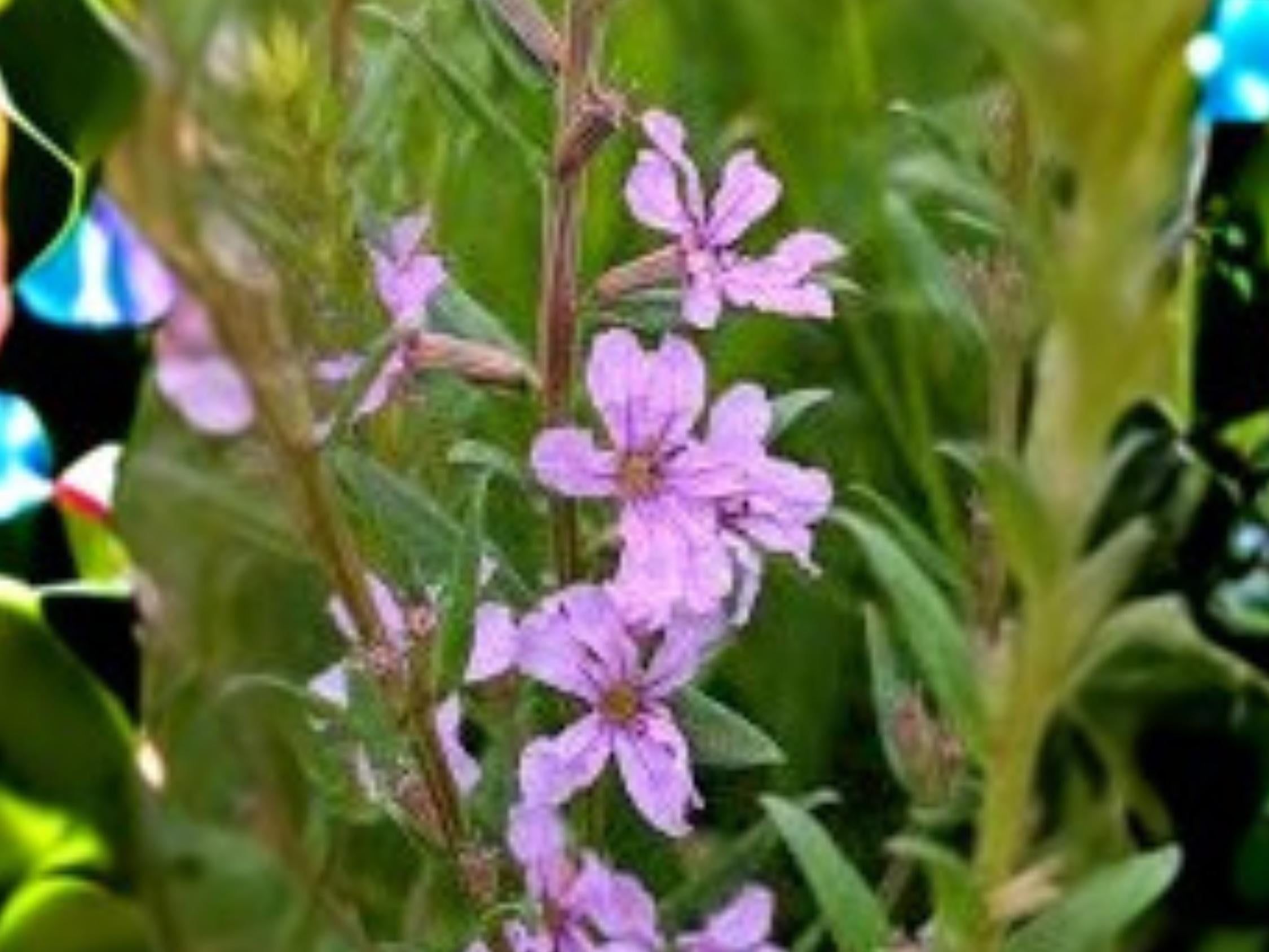 Lythrum alatum Winged Loosestrife Seeds – 3000 Native Wildflower for Pollinators & Wetland Gardens
