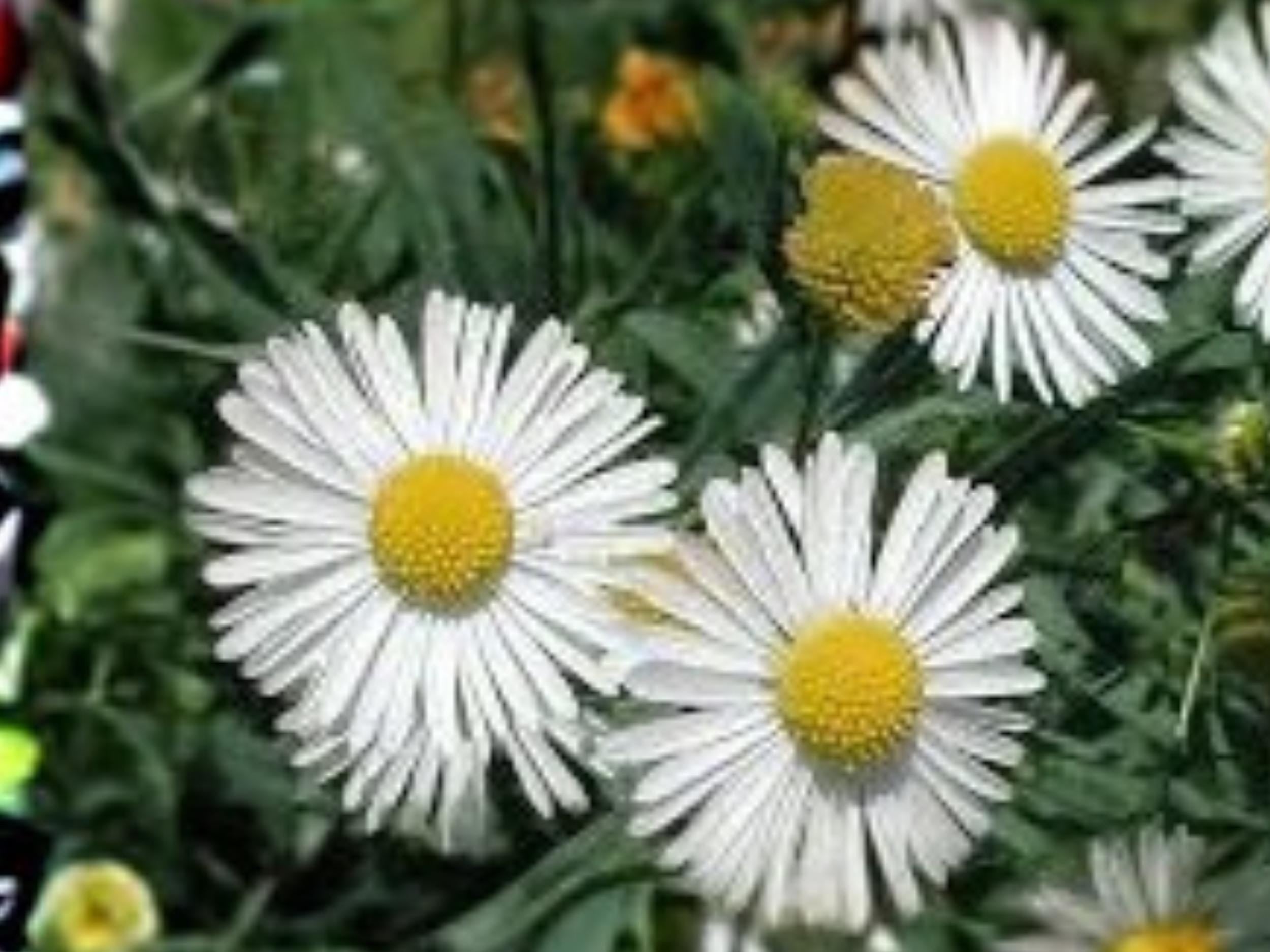 Boltonia Asteroides False Aster Wildflower Seeds – Native Perennial, Pollinator Garden, Late Summer Blooms, 500 Seeds