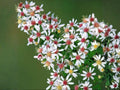 Parthenium Integrifolium Seeds, Wild Quinine, Native Pollinator and Pond Plant, Wetland Restoration, 1000 Seeds
