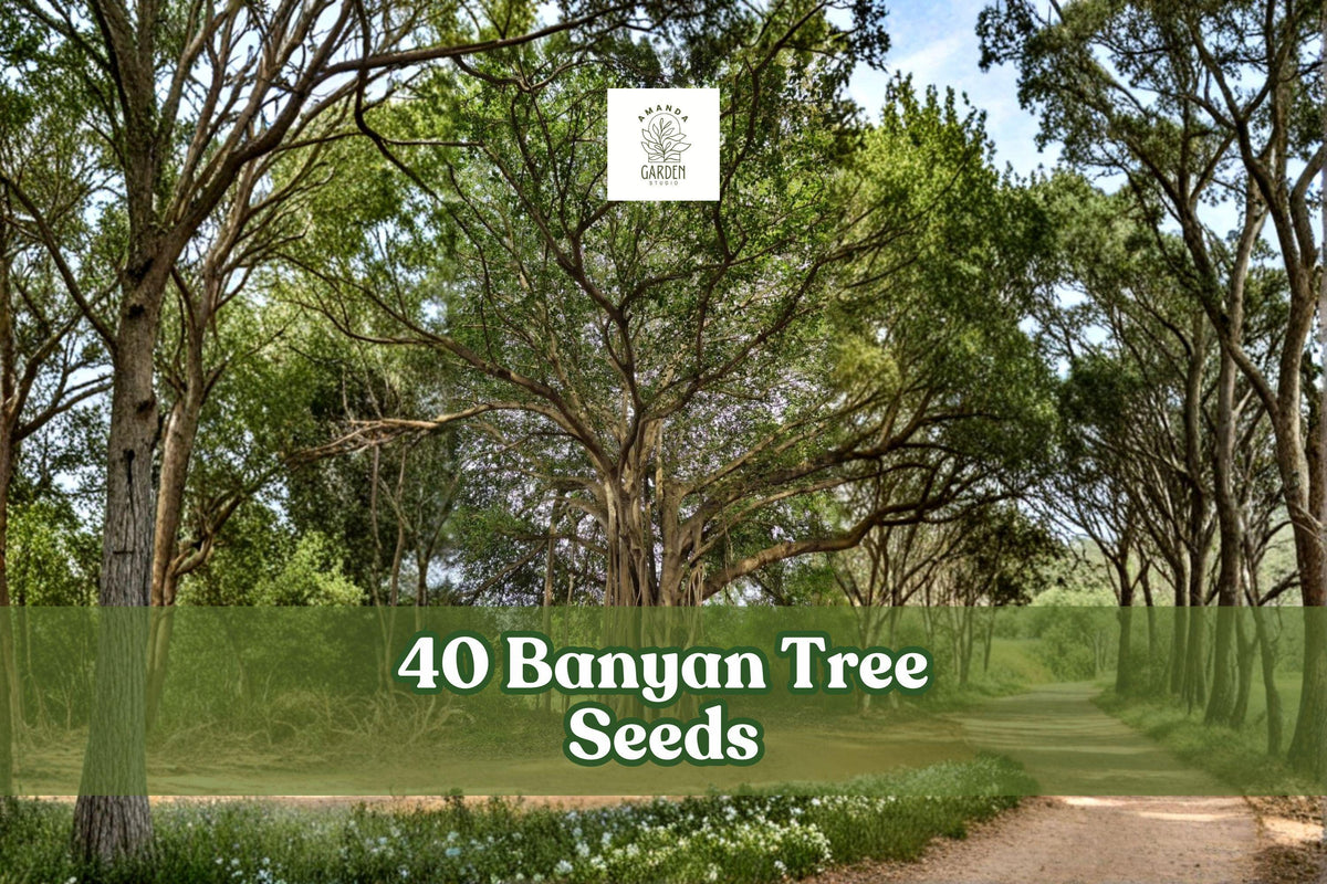 Banyan Tree Seeds 40 Pack | Ficus benghalensis | Indian Banyan | Tropical Ornamental Tree for Warm Climates