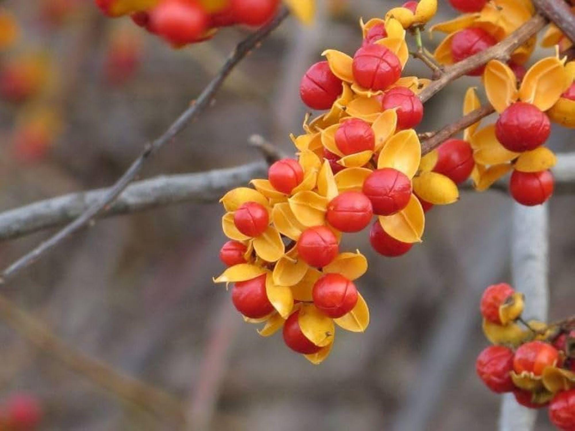 American Elderberry Seeds (Sambucus canadensis) – Native Shrub for Edible, Wildlife, and Hedge Gardens