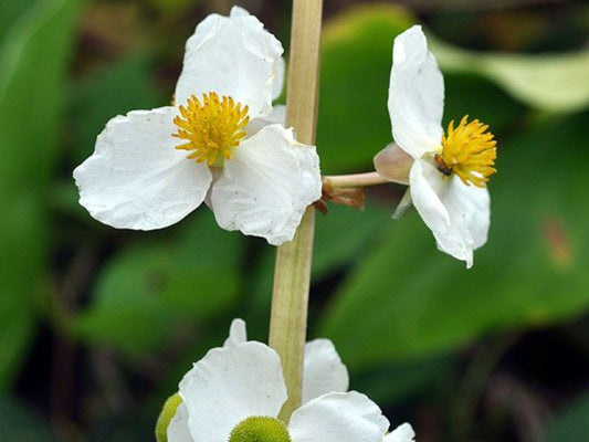 Common Arrowhead Seeds (Sagittaria latifolia) – 500 Native Aquatic Seeds for Wetlands, Ponds & Rain Gardens
