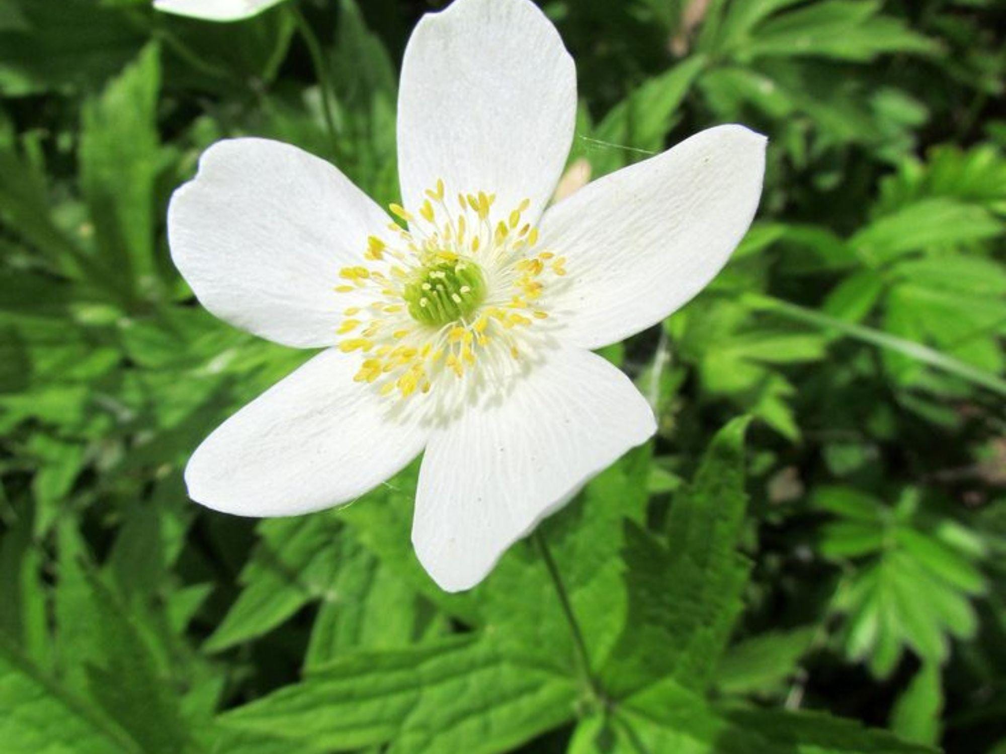 Canada Anemone Seeds – 100 Native Groundcover Seeds for Moist Soil, Shade-Tolerant Wildflower, Anemone canadensis