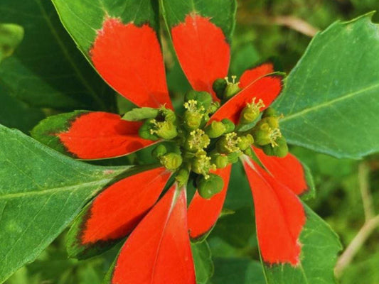 Fire-on-the-Mountain Seeds – 10 Vibrant Euphorbia cyathophora Wildflower Seeds for Sunny Gardens & Pollinator Attraction