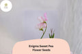 Enigma Sweet Pea Seeds | Lathyrus odoratus Vine Pink Blooms Garden Planting (50+ Seeds)