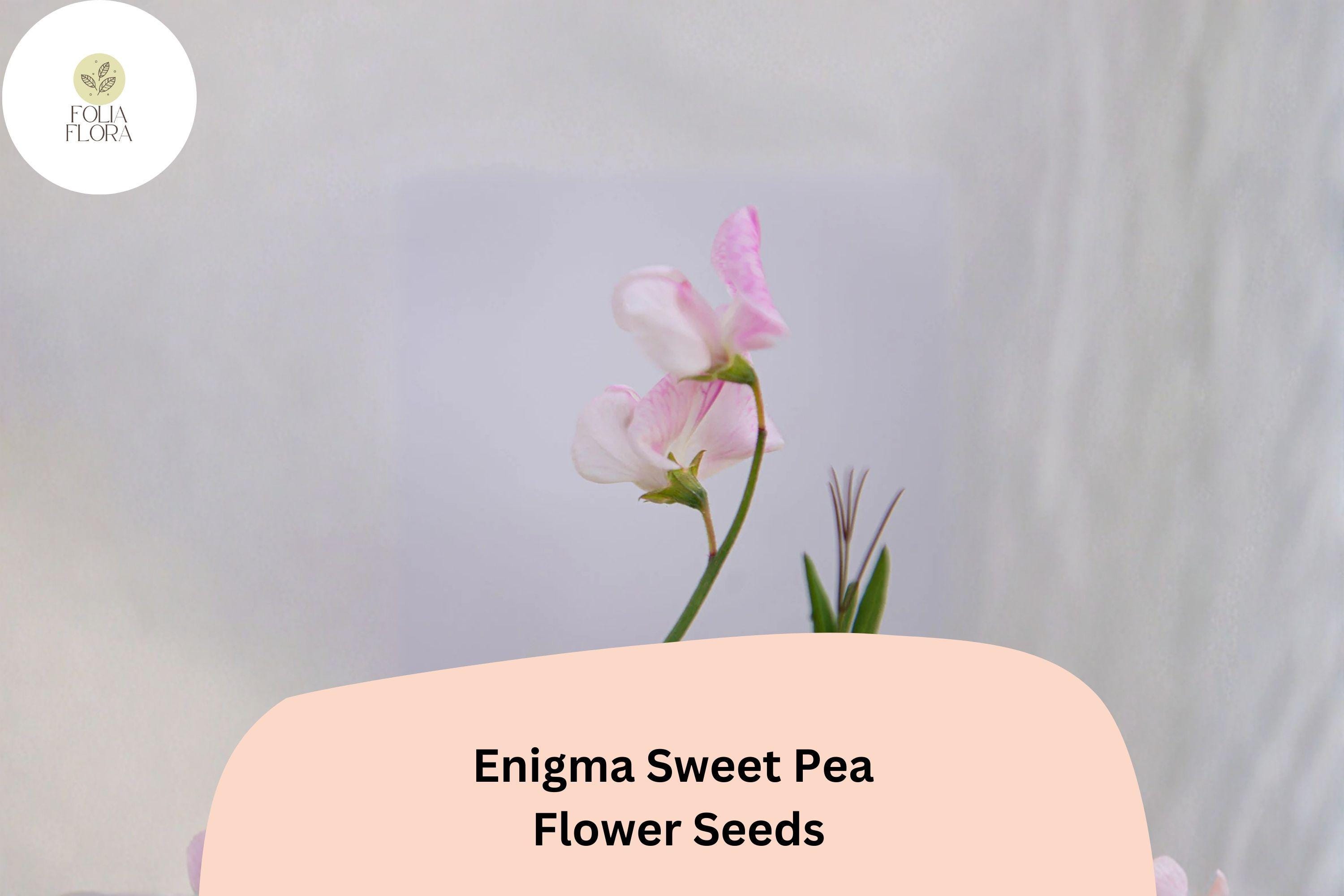 Enigma Sweet Pea Seeds | Lathyrus odoratus Vine Pink Blooms Garden Planting (50+ Seeds)