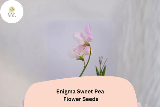 Enigma Sweet Pea Seeds | Lathyrus odoratus Vine Pink Blooms Garden Planting (50+ Seeds)