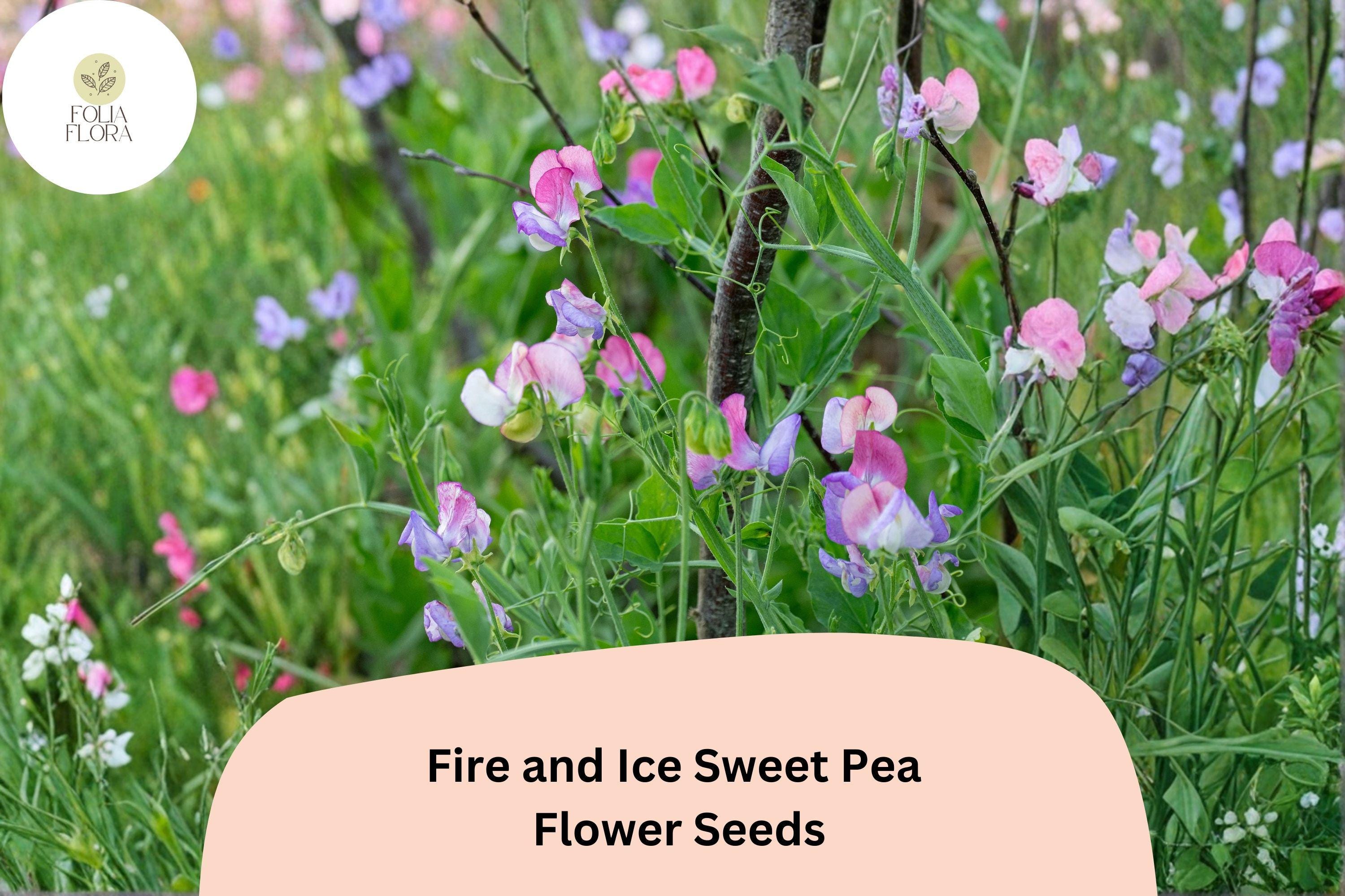 Fire and Ice Sweet Pea Seeds | Red Purple Bicolor Lathyrus Odoratus