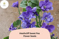 Heathcliff Sweet Pea Seeds | Lathyrus odoratus Purple Blooms Garden Planting (50+ Seeds)
