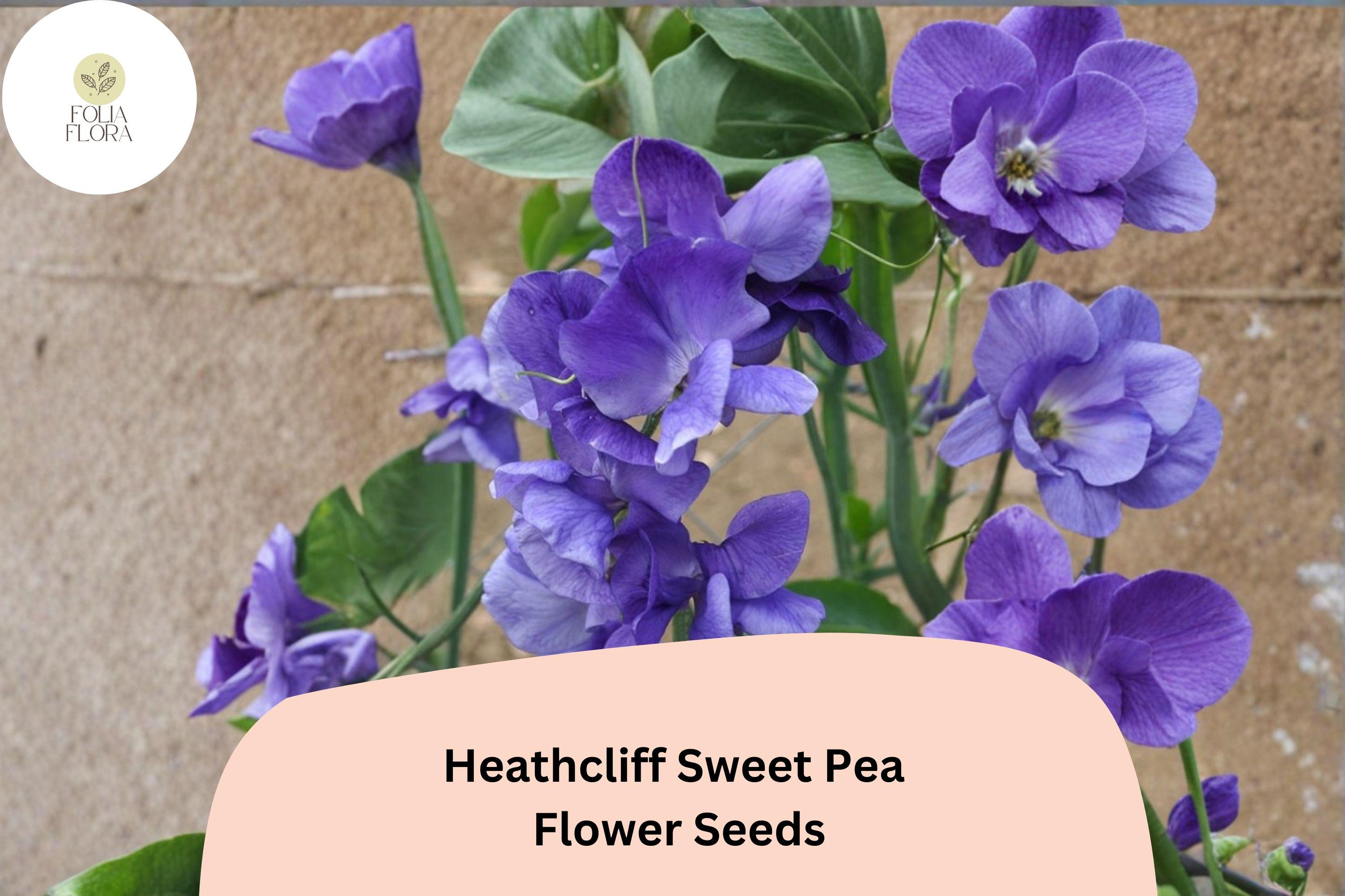 Heathcliff Sweet Pea Seeds | Lathyrus odoratus Purple Blooms Garden Planting (50+ Seeds)