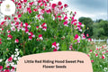 Little Red Riding Hood Sweet Pea Seeds | Red & White Bicolor Lathyrus Odoratus