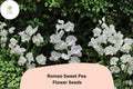 Romeo Sweet Pea Seeds | Lathyrus odoratus White Blooms Garden Planting (50+ Seeds)