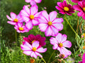 Cosmos Picotee Seeds | White with Pink Edges | Elegant Annual Flower | Cosmos bipinnatus | 100 Seeds