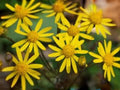 Packera Aurea – Golden Ragwort Wildflower Seeds – Perennial Groundcover for Shade & Pollinator Gardens