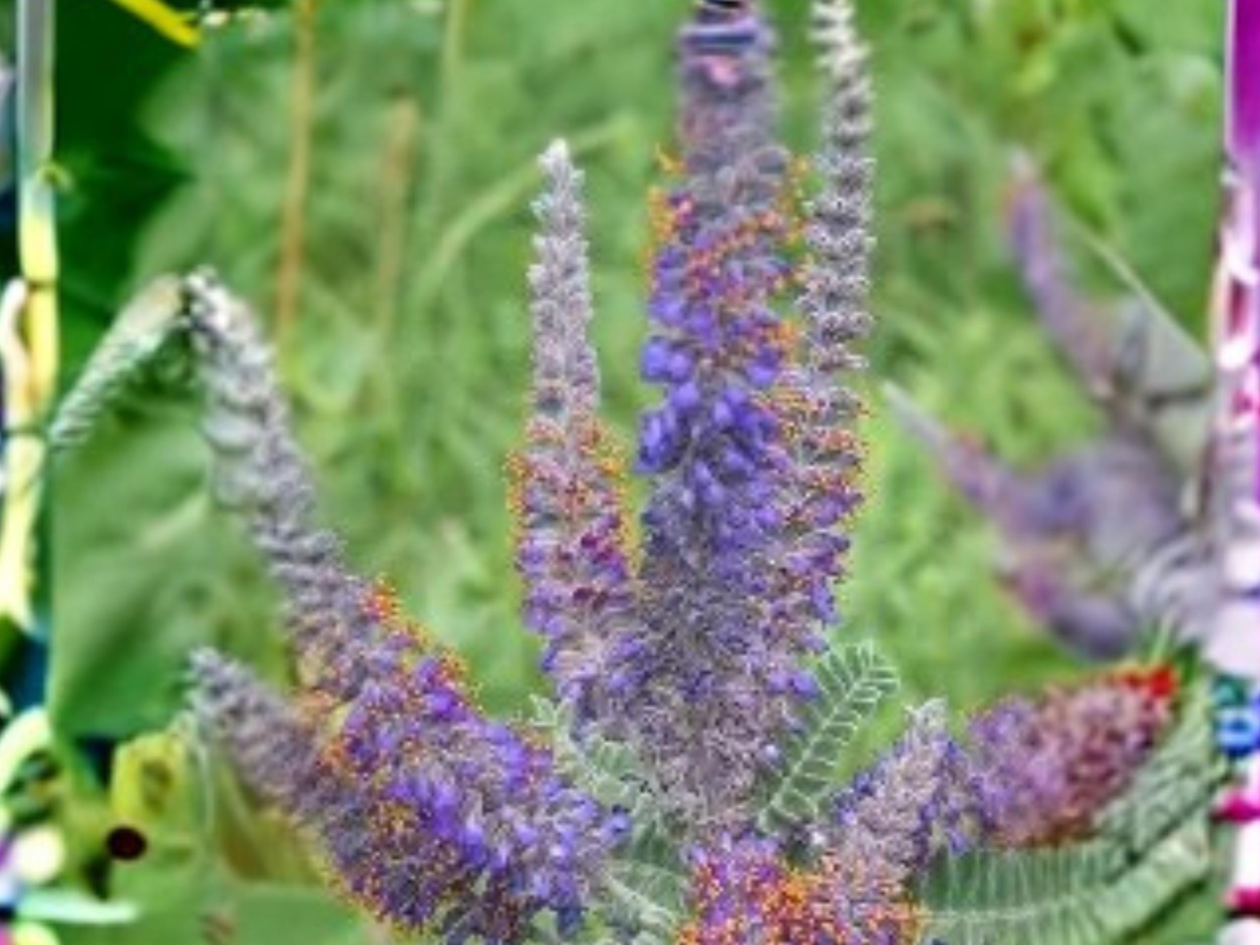 Lead Plant Seeds – Amorpha canescens Native Prairie Wildflower, Drought Tolerant, Pollinator-Friendly, 50 Seeds