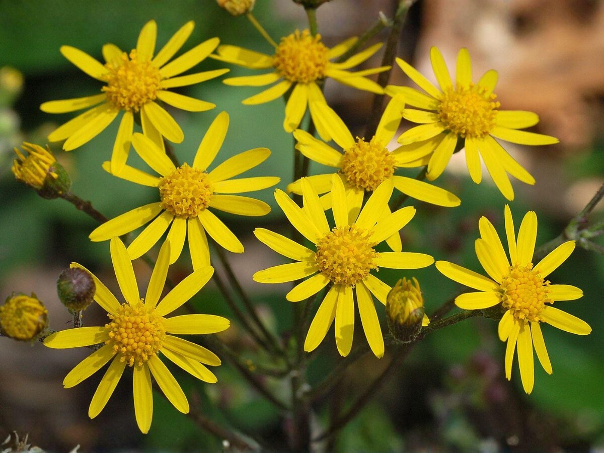 Cutleaf Coneflower Seeds (Rudbeckia laciniata) – Wild Golden Glow Native Wildflower for Pollinator Gardens