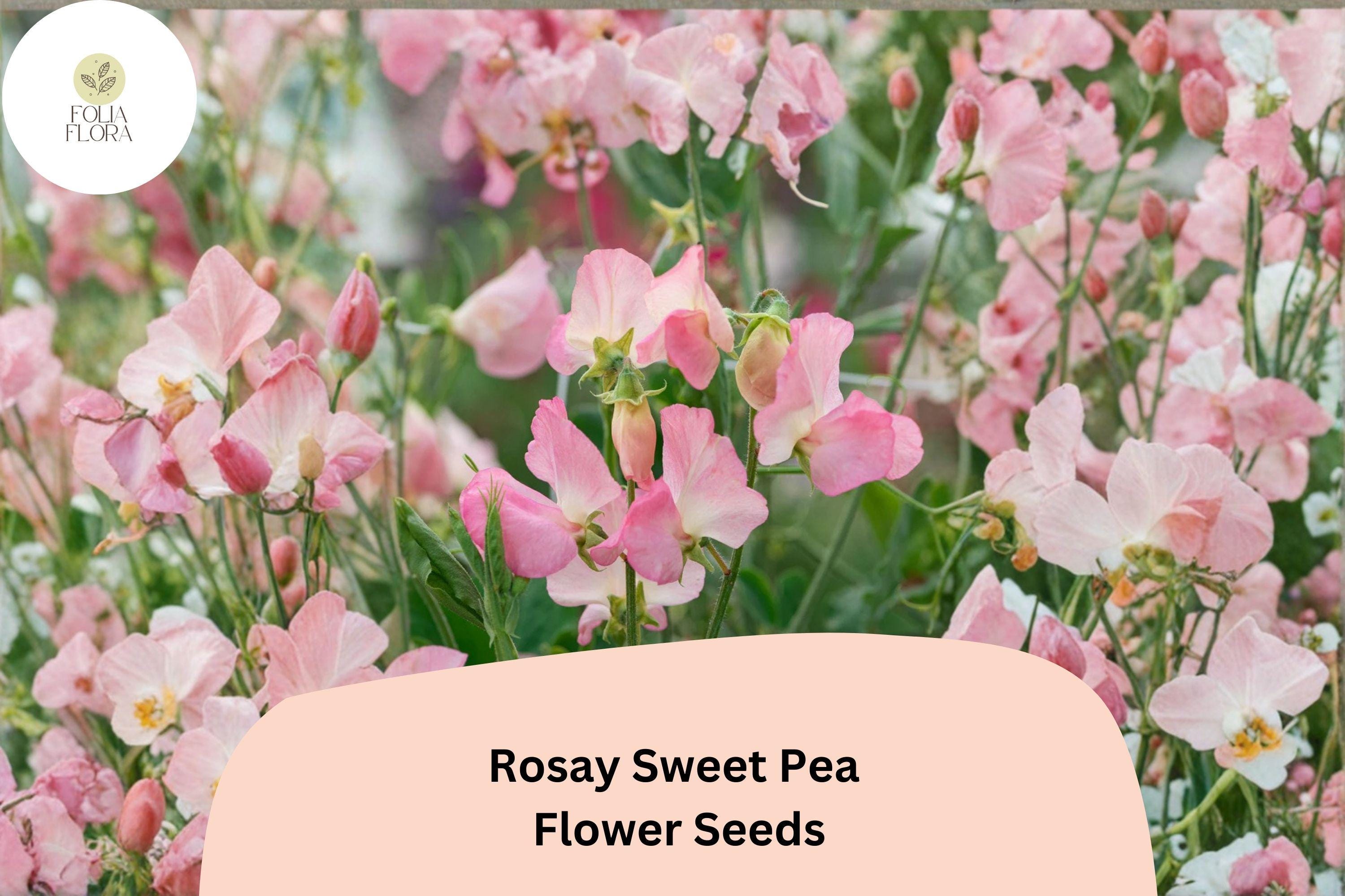 Rosay Sweet Pea Seeds | Lathyrus odoratus Soft Pink Blooms Garden Planting (50+ Seeds)