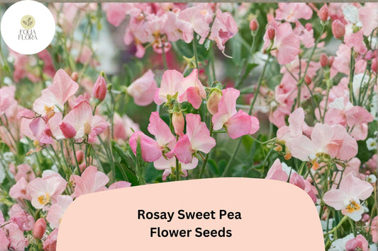 Rosay Sweet Pea Seeds | Lathyrus odoratus Soft Pink Blooms Garden Planting (50+ Seeds)