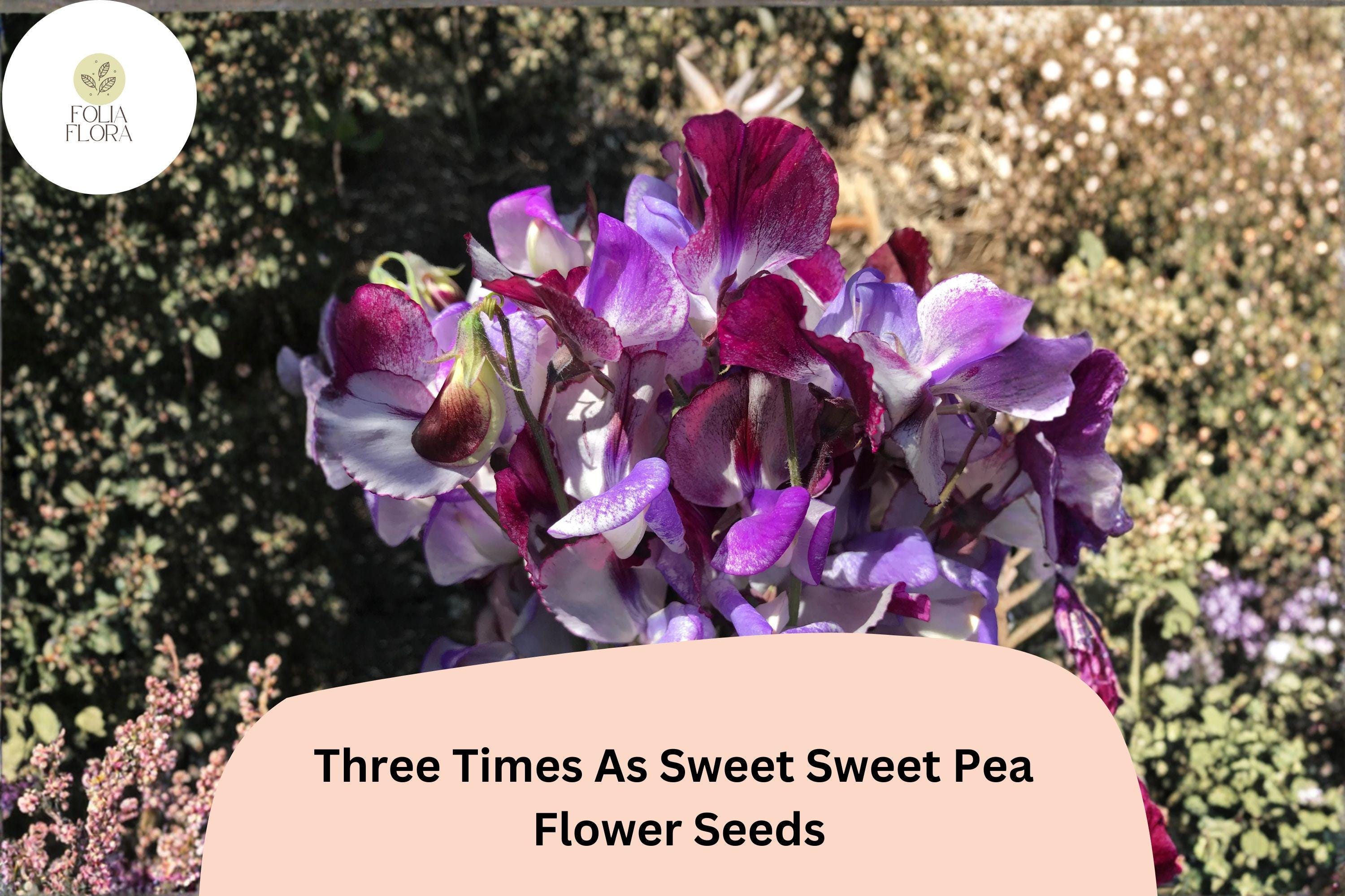 Three Times As Sweet Sweet Pea Seeds | Lathyrus Odoratus, Cottage Garden