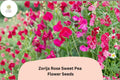 Zorija Rose Sweet Pea Seeds | Lathyrus odoratus Rose-Pink Garden Flowers (50+ Seeds)