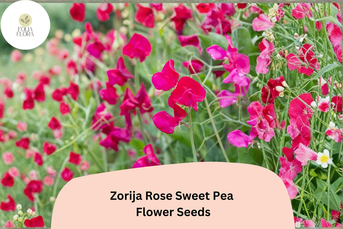 Zorija Rose Sweet Pea Seeds | Lathyrus odoratus Rose-Pink Garden Flowers (50+ Seeds)