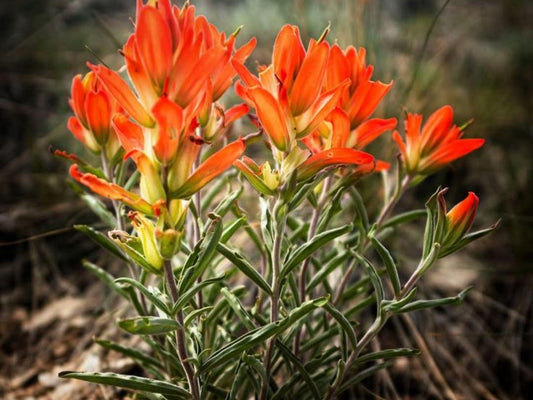 Orange Paintbrush Seeds – Castilleja integra Native Wildflower for Drought-Tolerant Pollinator Gardens