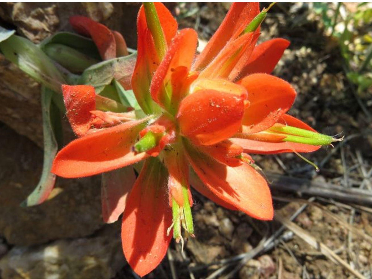 Wyoming Paintbrush Seeds | Native Wildflower for Dry Gardens | Castilleja linariifolia | Drought-Tolerant Pollinator Plant