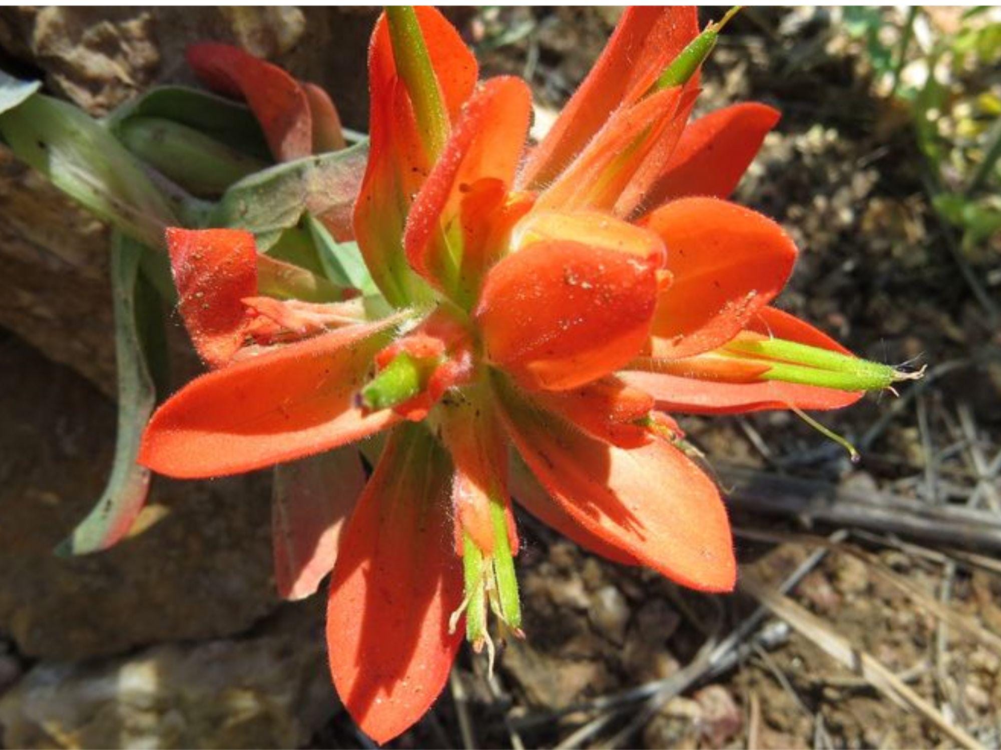 Wyoming Paintbrush Seeds | Native Wildflower for Dry Gardens | Castilleja linariifolia | Drought-Tolerant Pollinator Plant