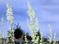 Sand Dropseed Seeds (Sporobolus cryptandrus) – Native Prairie Grass, Drought Tolerant, Erosion Control, Xeriscaping, Low-Maintenance