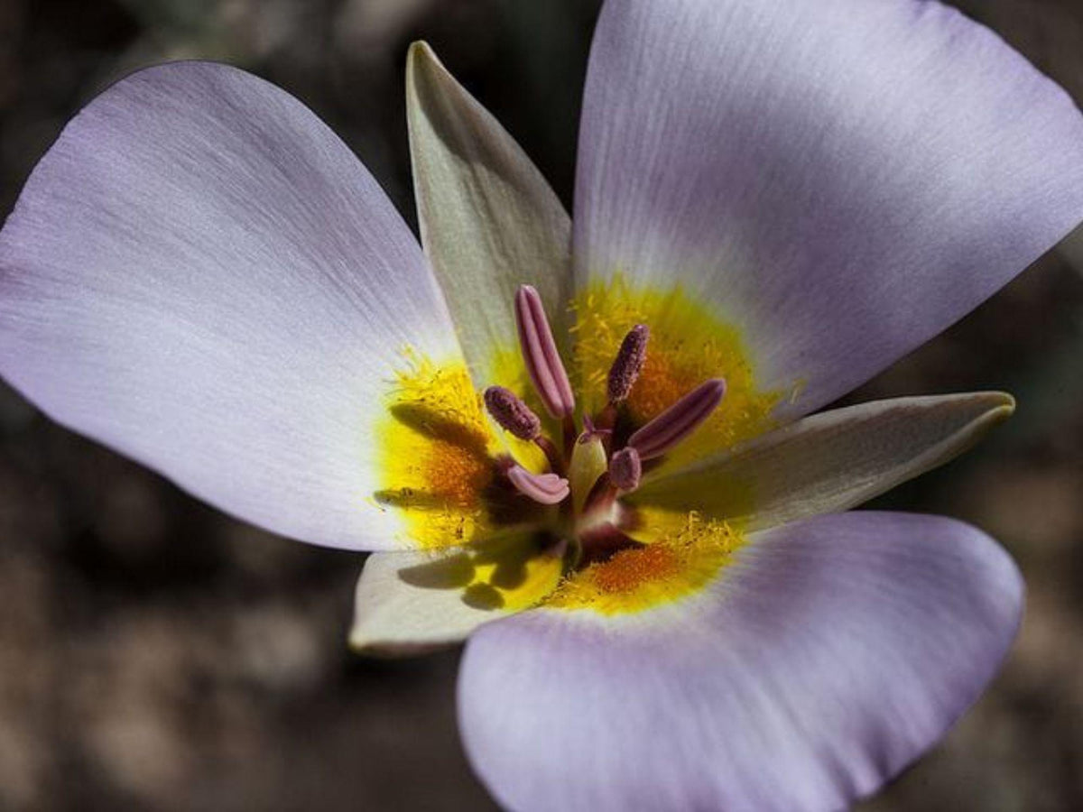 Winding Mariposa Lily Seeds (Calochortus flexuosus) – 30 Rare Desert Wildflower Seeds, Drought-Tolerant Native Lily, Southwestern Native Plant
