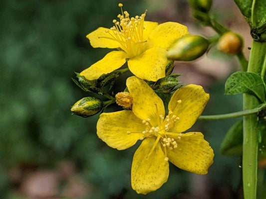 Dotted St. John’s Wort Wildflower | Perennial Plant | Bright Yellow Flowers | Hypericum punctatum Native Pollinator Plant