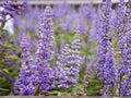 Chaste Tree Seeds | Vitex agnus-castus | Pollinator Friendly Drought Tolerant Shrub | Lavender Purple Flowers