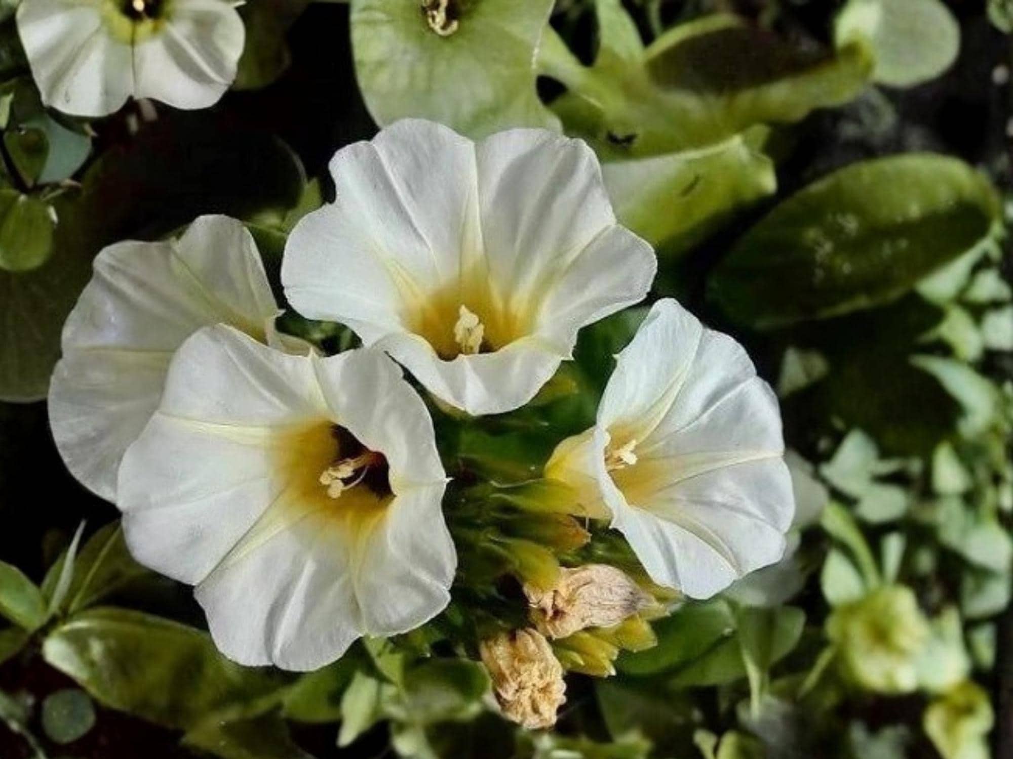 Ololiuqui Vine Seeds | Rivea corymbosa | Ornamental Tropical Climber with White Flowers | 10 Seeds