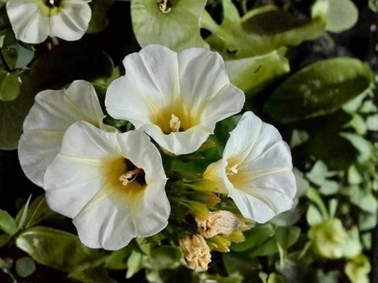 Ololiuqui Vine Seeds | Rivea corymbosa | Ornamental Tropical Climber with White Flowers | 10 Seeds