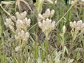Antennaria neglecta Prairie Pussytoes Native Groundcover Seeds, Pollinator Plant, Drought Tolerant, Spring Blooms