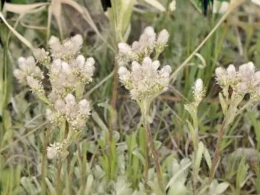 Antennaria neglecta Prairie Pussytoes Native Groundcover Seeds, Pollinator Plant, Drought Tolerant, Spring Blooms