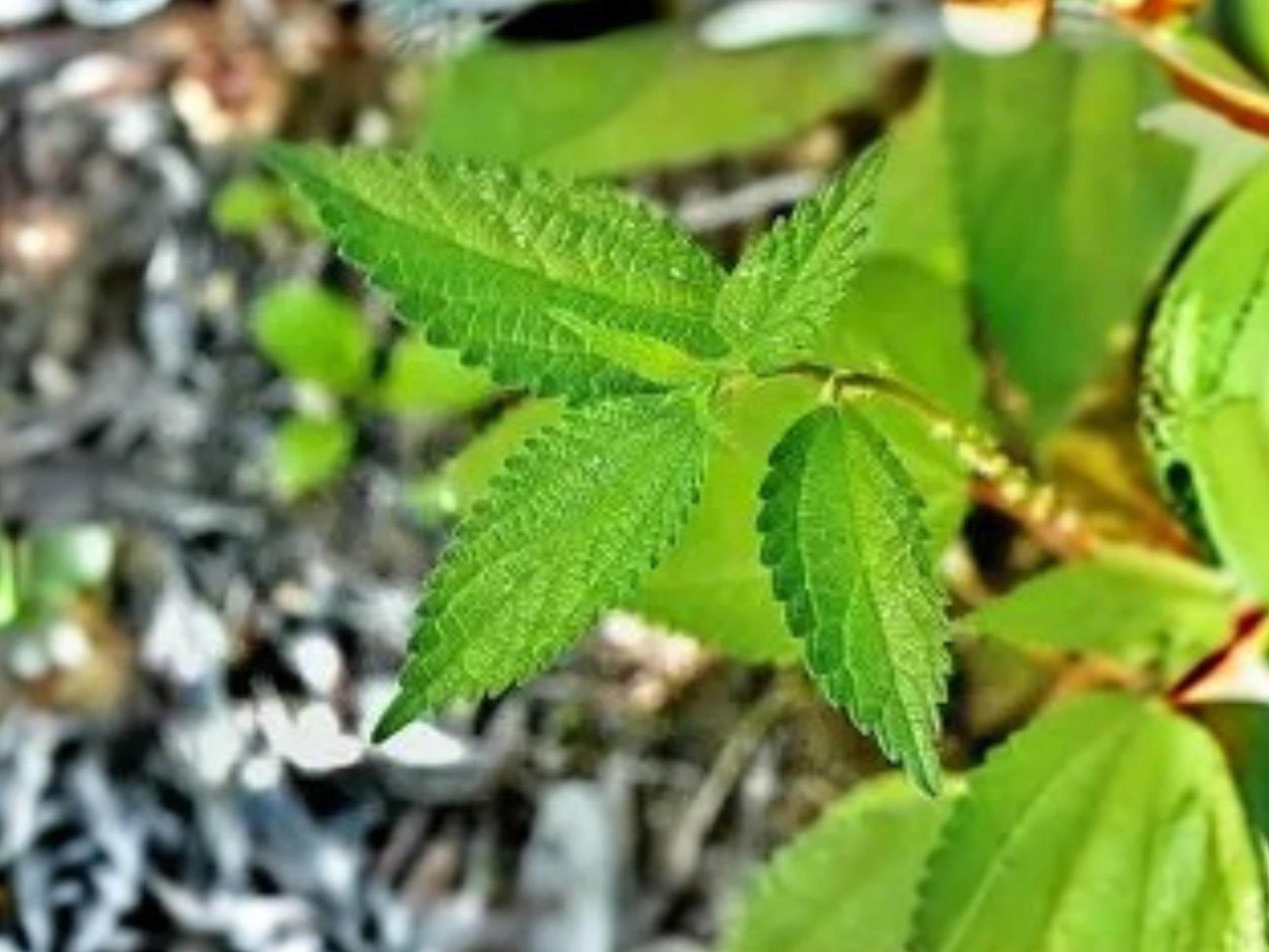 Boehmeria cylindrica Smallspike False Nettle Perennial Seed for Wetlands, Pollinator & Host Plant, 100 Seeds
