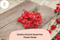Solstice Scarlet Sweet Pea Seeds | Lathyrus odoratus Climbing Vine (50+ Seeds) for Garden Planting