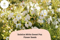 Solstice White Sweet Pea Seeds | Lathyrus odoratus Climbing Vine (50+ Seeds) for Garden Planting