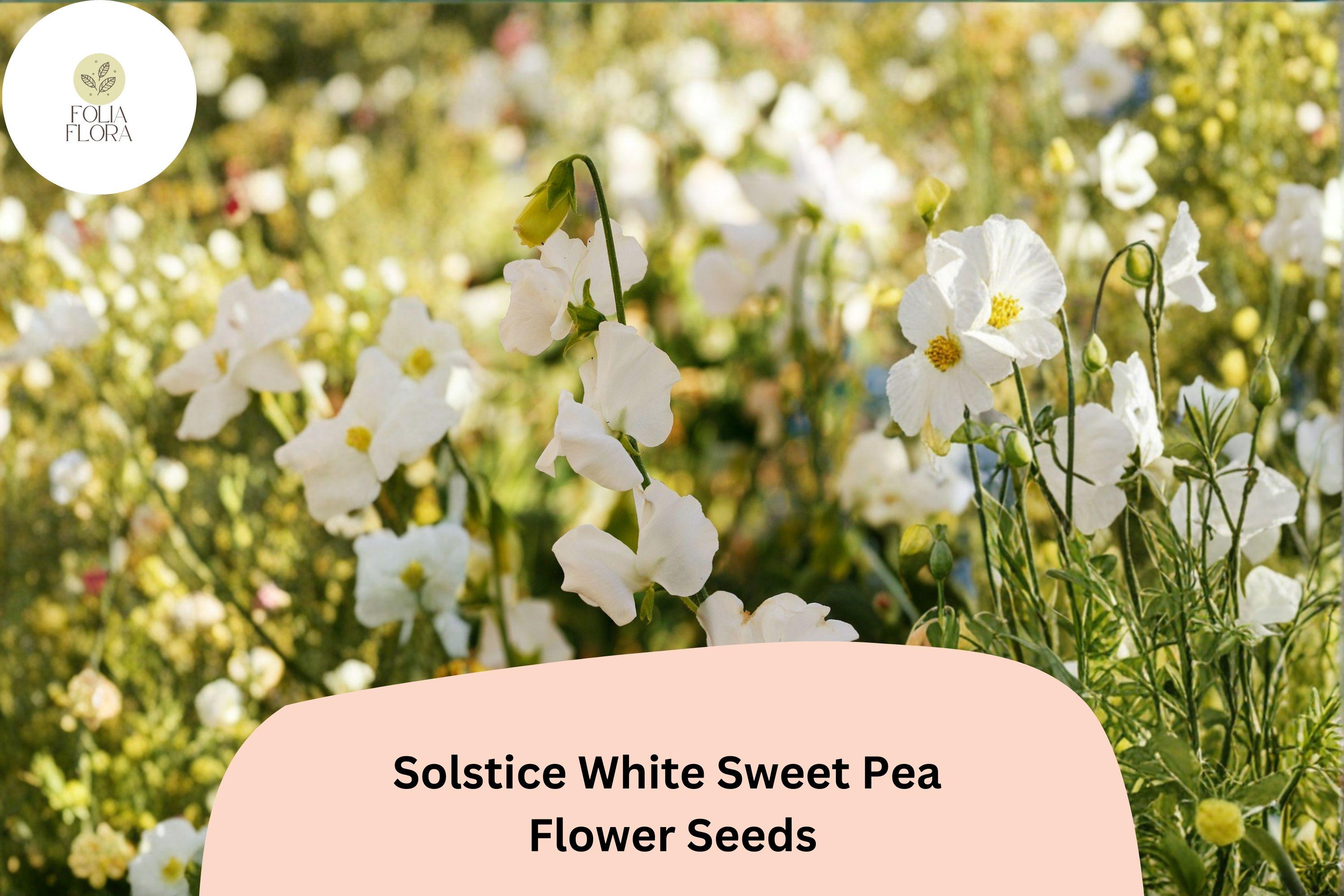 Solstice White Sweet Pea Seeds | Lathyrus odoratus Climbing Vine (50+ Seeds) for Garden Planting
