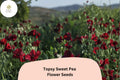 Topsy Sweet Pea Seeds | Lathyrus odoratus Climbing Vine (50+ Seeds) for Garden Planting
